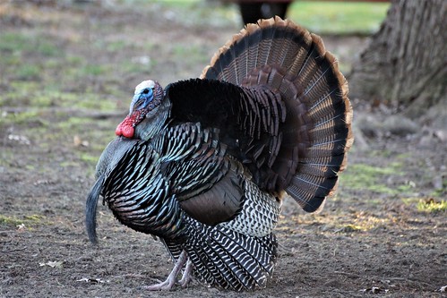 turkey photo